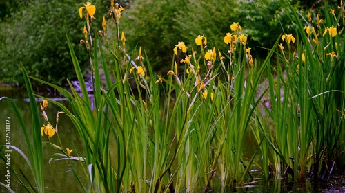 Kwitnący w maju  kosaciec żółty, irys (Iris pseudacorus L.) na śródleśnym stawie photo