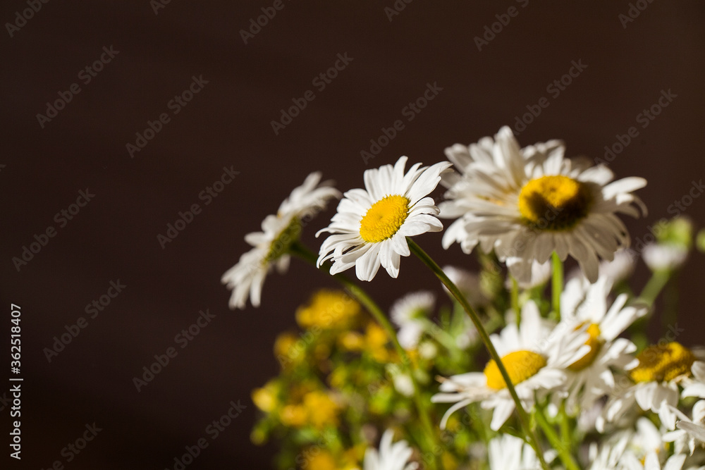 Beautiful bouquet of white daisies with shadow from sun. Photo for holiday card. Mothers Day. Father's day