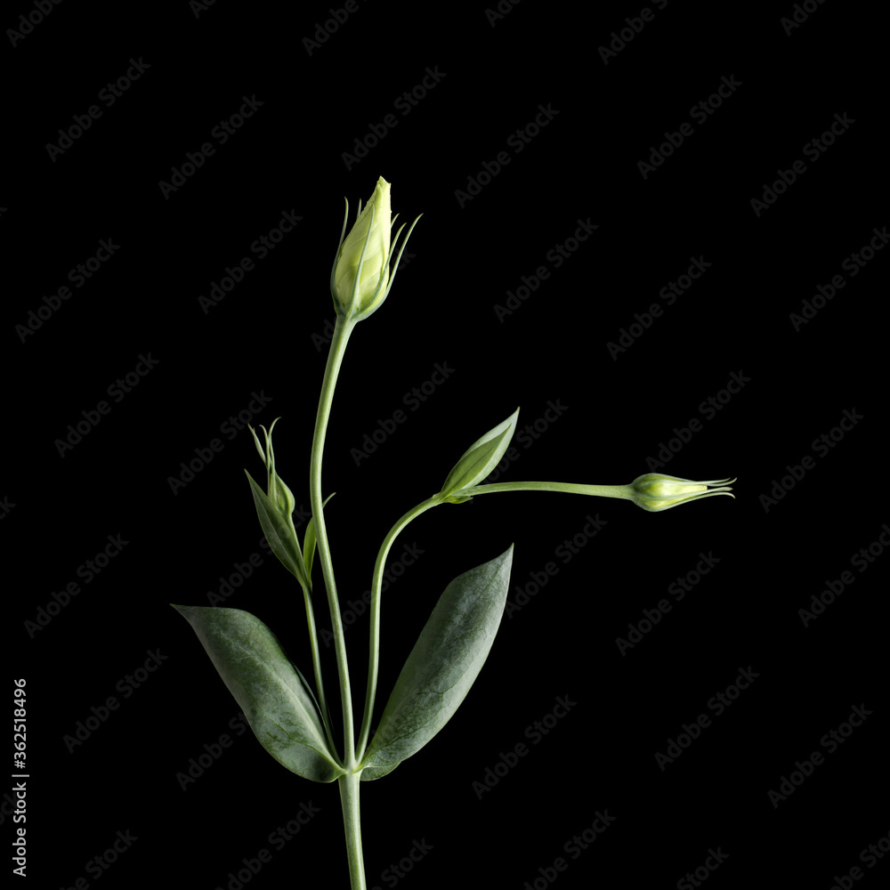 Obraz premium Flower bud and leaves