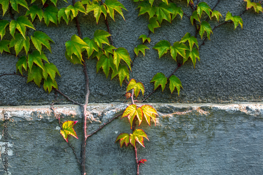 Obraz premium Green weaving plant