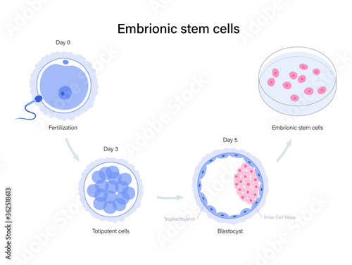 Reproductive system concept