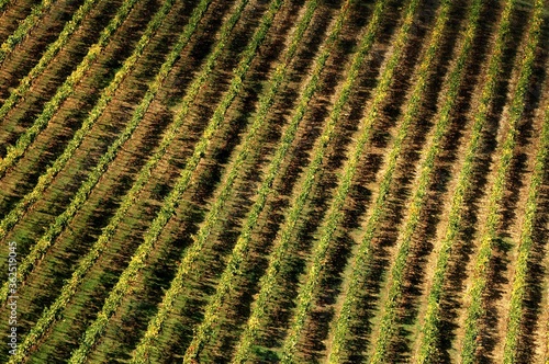 aerial view of vineyards in chianti region near Mercatale Val di Pesa, Tuscany. Italy photo