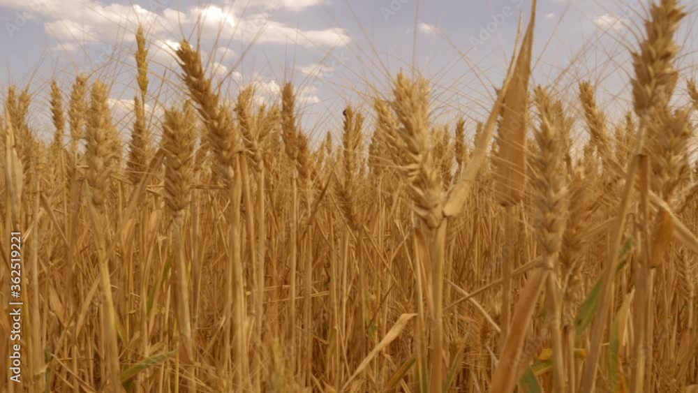 golden wheat field. spikes are beautiful and yellow. Wide field. the spikes are beautiful. There are trees in the field. Motion shooting 4K golden wheat field. spikes are beautiful and yellow. Wide field. the spikes are beautiful. There are trees in the field. Motion shooting 4K