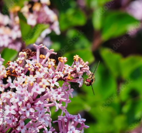 Hoverfly (Syrphus Ribesii) Sitting on Pink Flower Bush in the Garden of Czech Republic.  photo