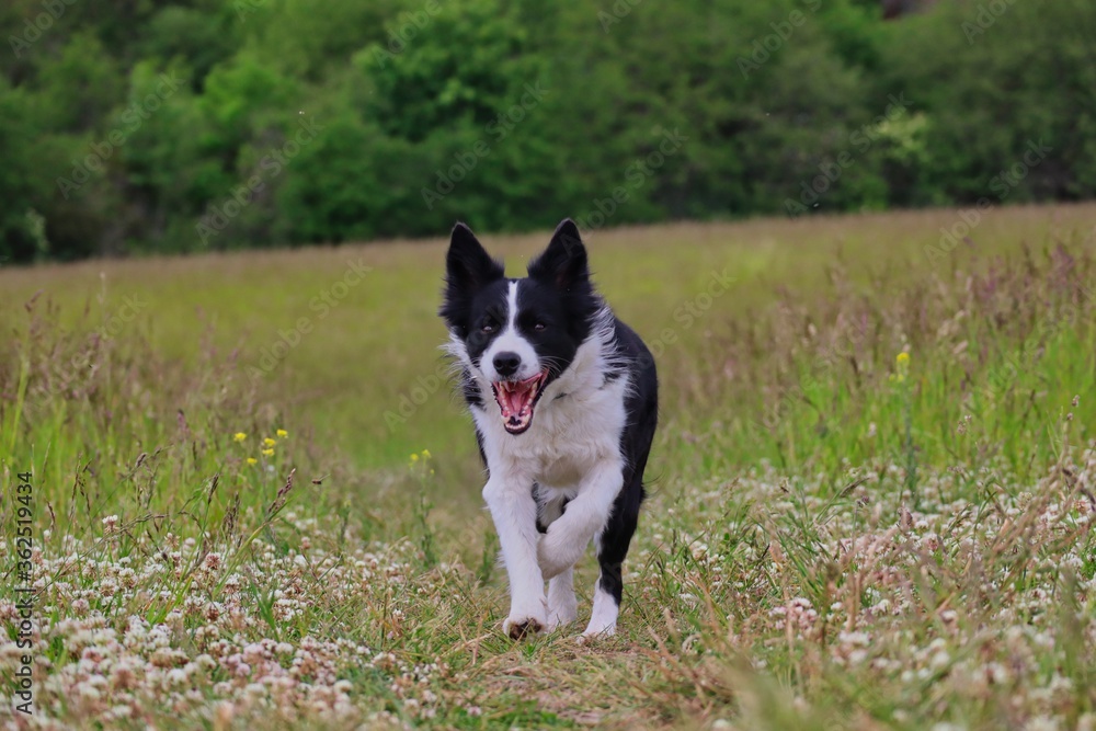 Border Collie Running Through White-Flowered Form of Red Clover on Meadow. Black and White Dog Running on Field with Tongue Out in Czech Republic.