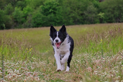 Border Collie Running Through White-Flowered Form of Red Clover on Meadow. Black and White Dog Running on Field with Tongue Out in Czech Republic.