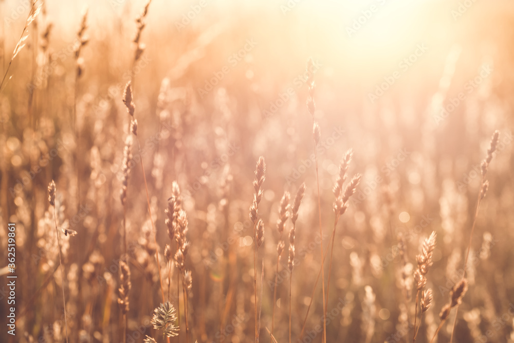 Fototapeta premium Sonnenaufgang Gräser