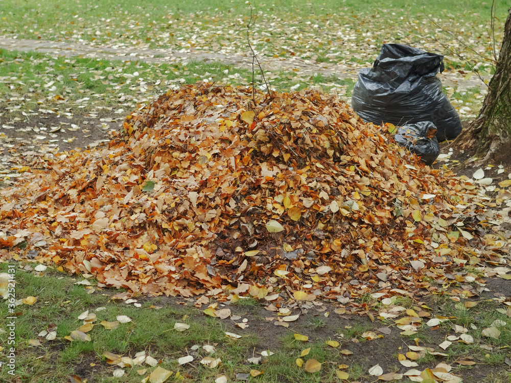 Pile of autumn yellow orange fallen leafs by a tree and black plastic rubbish bag. Concept park or town maintenance in fall season. Pile of autumn yellow orange fallen leafs by a tree and black plastic rubbish bag. Concept park or town maintenance in fall season.