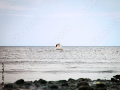 Samotny łabędź na Bałtyku 