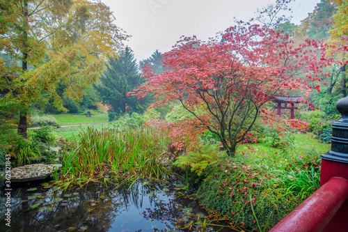 Bild auf Leinwand Red leaves of maple in japanese garden of  Leverkusen