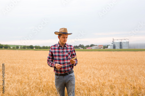 Agronomist checking wheat plantation.  Concept of development and growth of business in agriculture