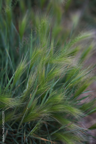 green grass background