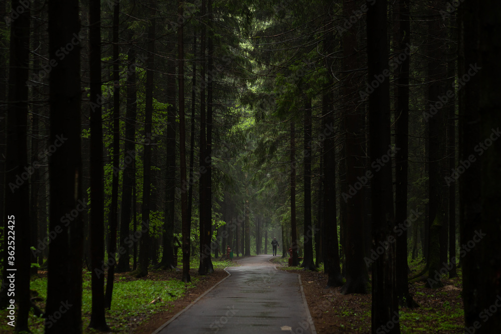 Obraz premium Path through a dark forest at night. Dark mysterious forest background. Silhouette of a man in the distance on a track