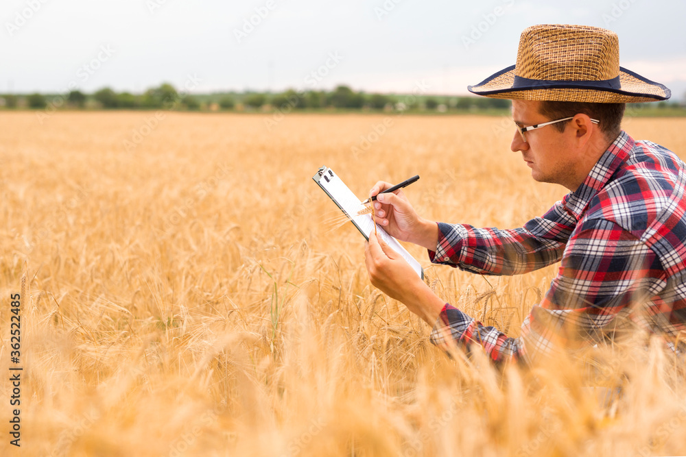 Farmer writing on a document the wheat development plan. Farmer checking wheat field progress. Farmer writing on a document the wheat development plan. Farmer checking wheat field progress.