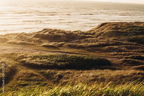 sand/gras dunes and sea in denmark photo