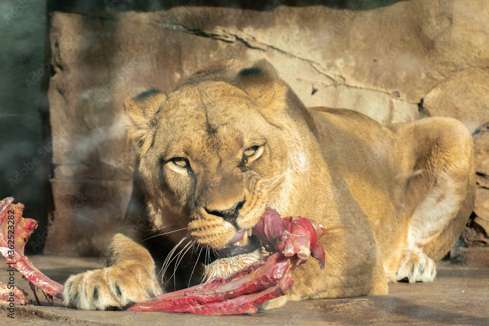 Naklejka premium Lioness