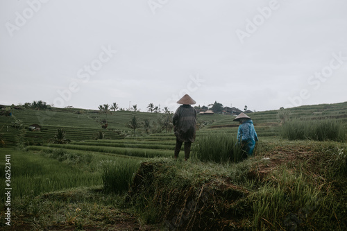 woman in asian hats in rice terraces Bali