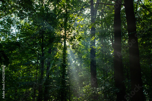 Fototapeta Naklejka Na Ścianę i Meble -  sun rays through the forest