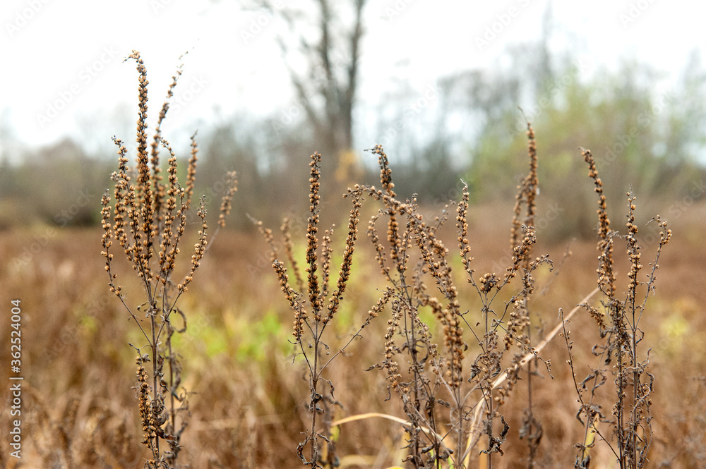 Fototapeta premium horse sorrel or aveluk close-up. Dry plant, grass in the field.