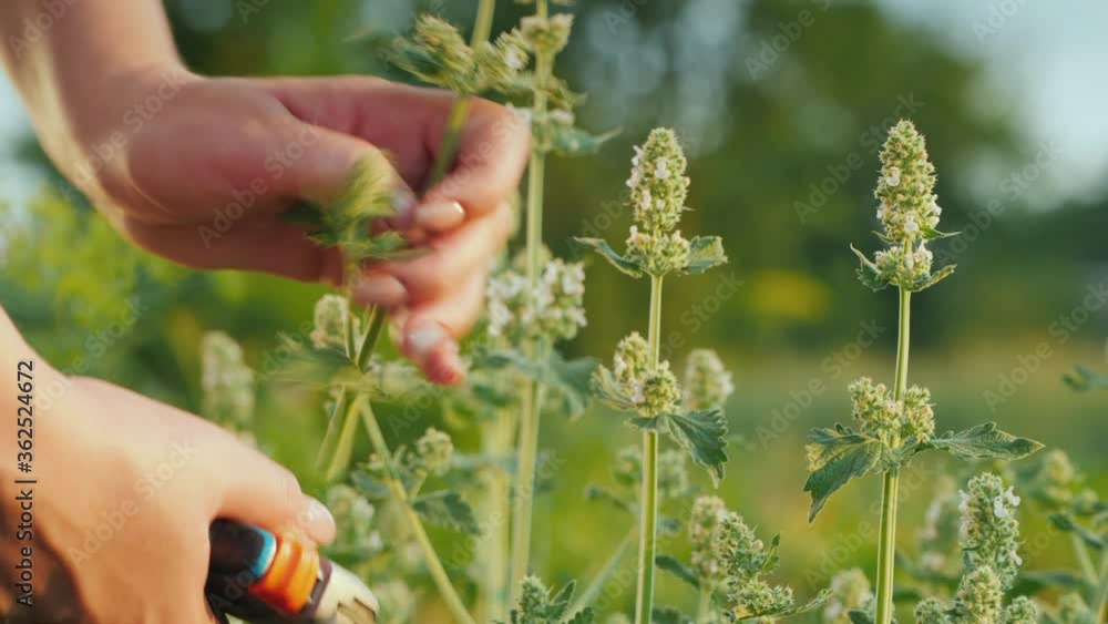 The farmer's hands cut the melis sprouts from the bush. Ingredients for