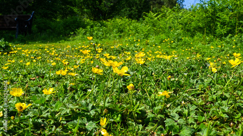 A field of buttercups