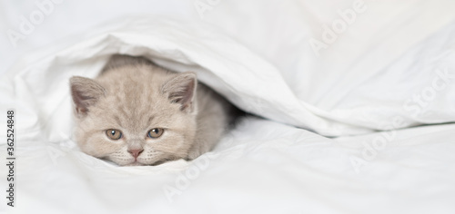 Sad kitten lies under warm blanket on a bed at home. Empty space for text