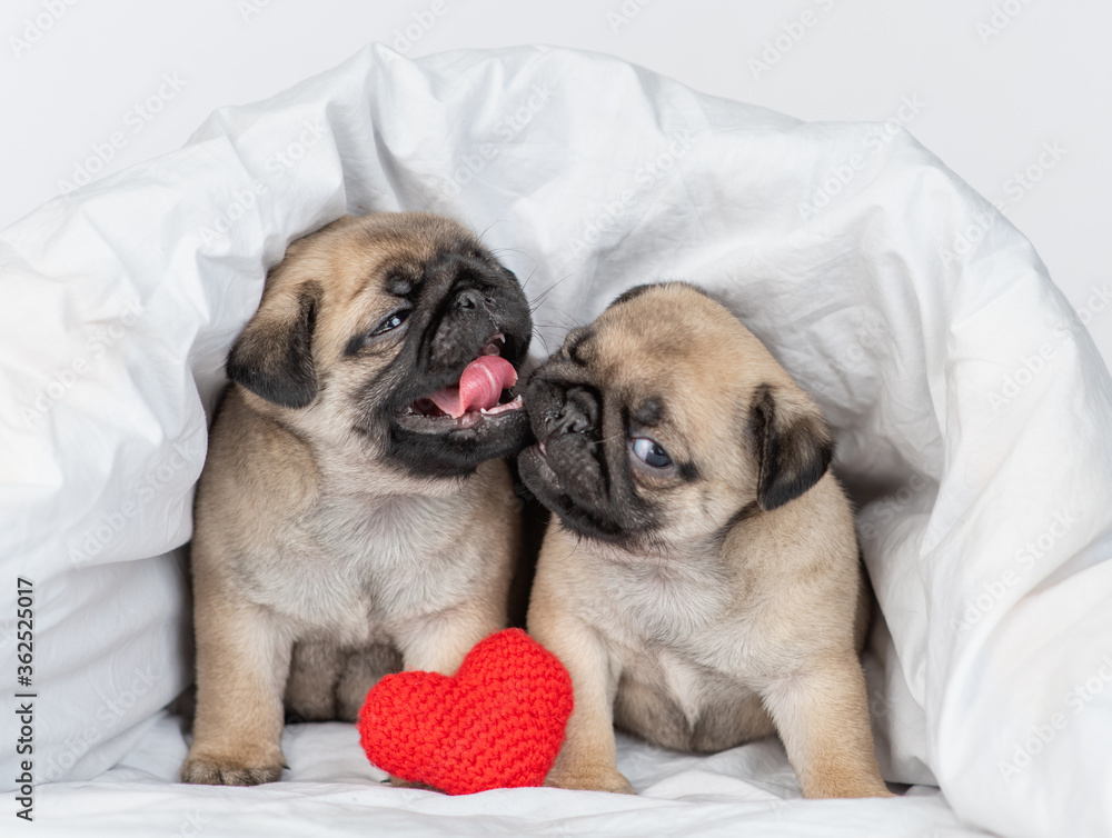 Lovely playful Pug puppies kiss each other with red heart under white blanket on a bed at home. Valentines day concept