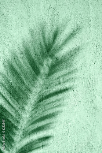 Leaf shadow on a wall