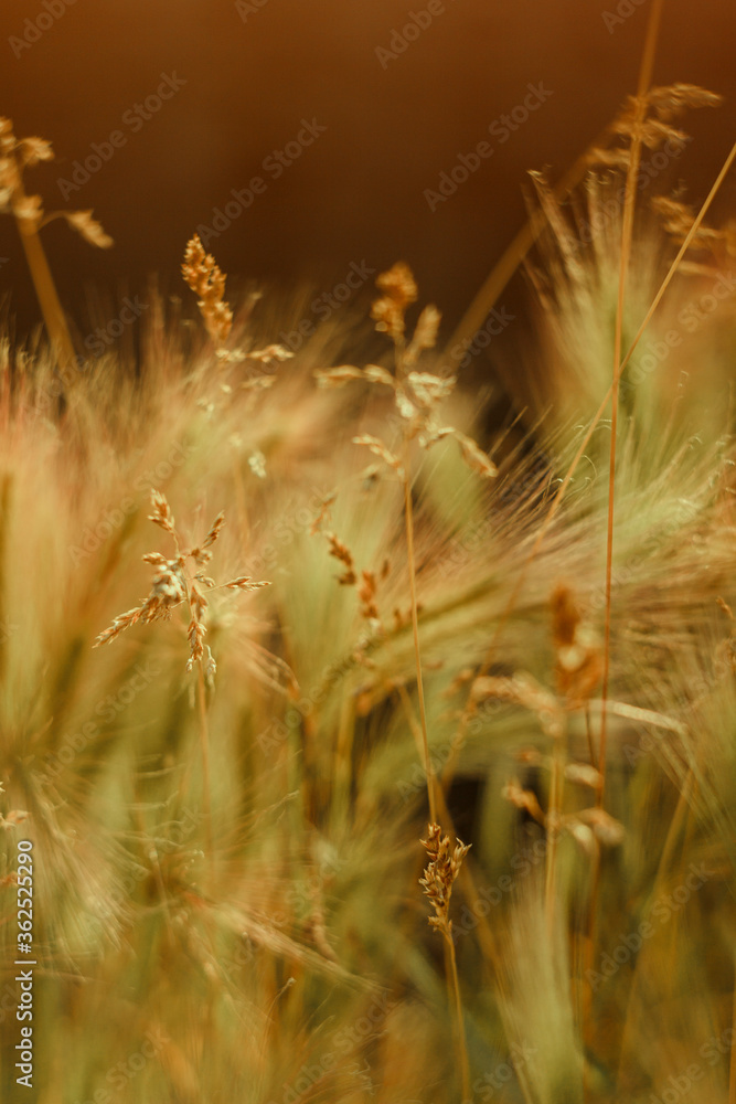 Close-up of summer, grass, branches, ears of corn. Beautiful sunny color. Nature, landscape. Landscape.