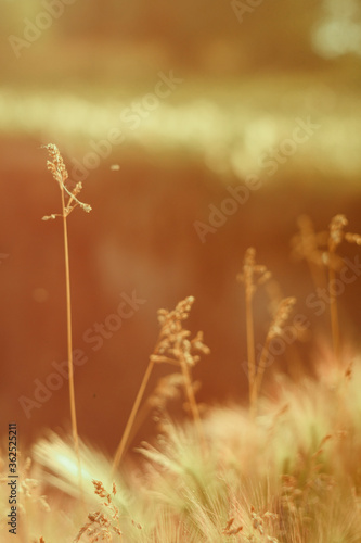 Close-up of summer, grass, branches, ears of corn. Beautiful sunny color. Nature, landscape. Landscape.