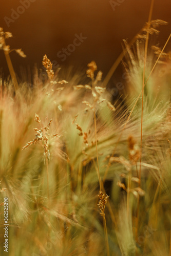 Close-up of summer  grass  branches  ears of corn. Beautiful sunny color. Nature  landscape. Landscape.
