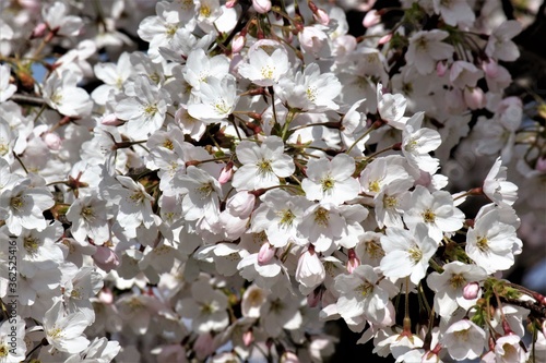 Blooming cherry tree