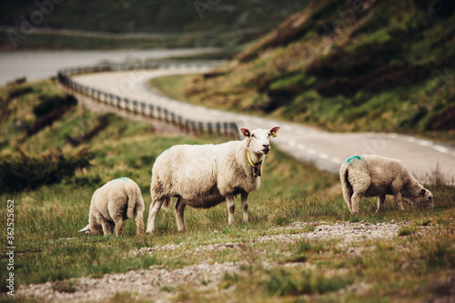 sheep in the mountains