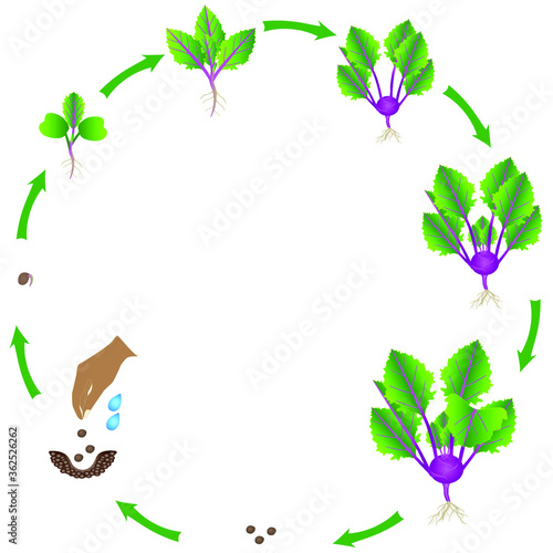 Life cycle of purple kohlrabi plant on a white background.