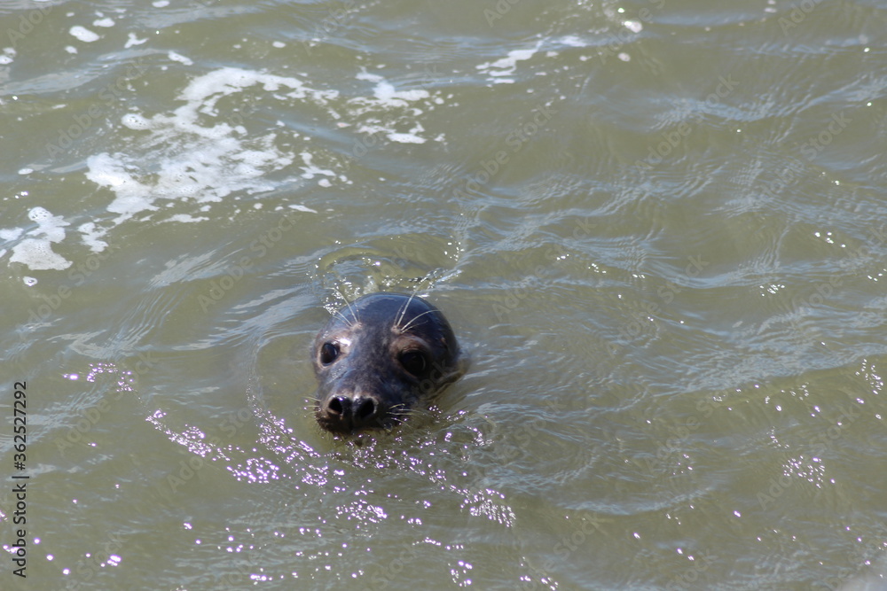 Fototapeta premium Earless seal in the sea.