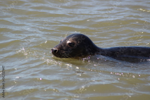 Earless seal in the sea. photo