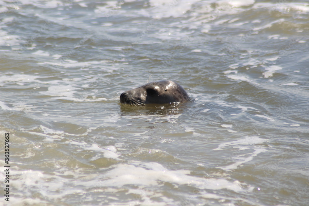 Fototapeta premium Earless seal in the sea.