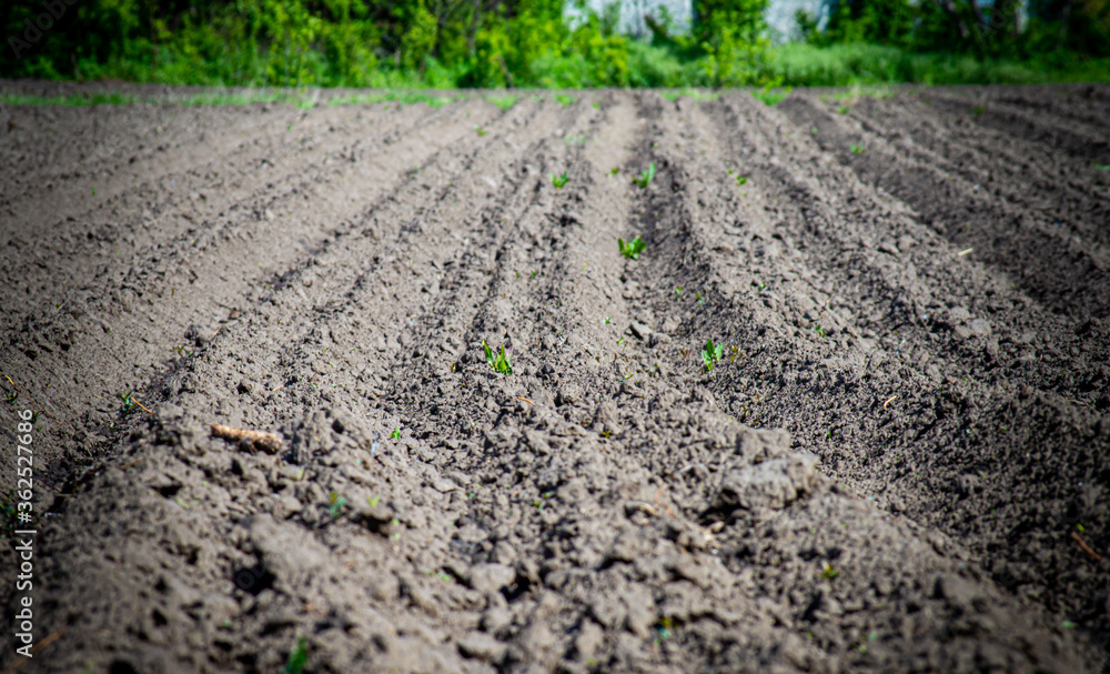 Cultivated field for planting potatoes Cultivated field for planting potatoes