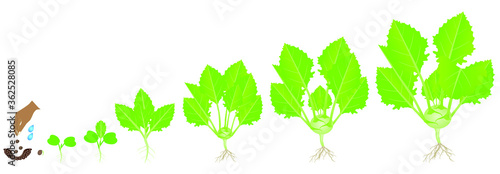 Cycle of growth of a kohlrabi plant on a white background.