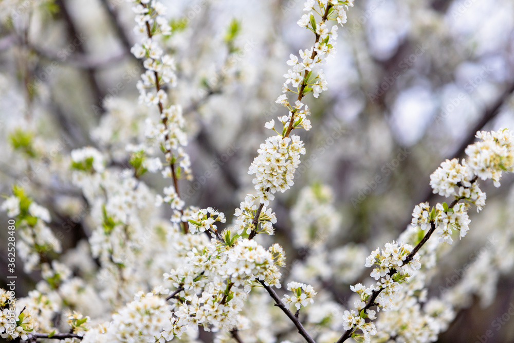 Blooming plum tree. The branches are covered with white flowers. Blooming plum tree. The branches are covered with white flowers.