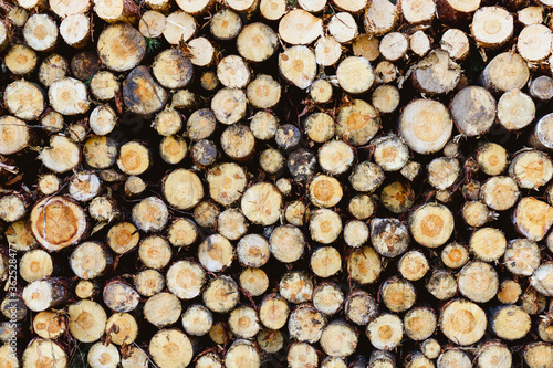 Tree cut cross section texture. Wood industry background. Stacked tree logs pattern. Pile of raw tree wood in forest.