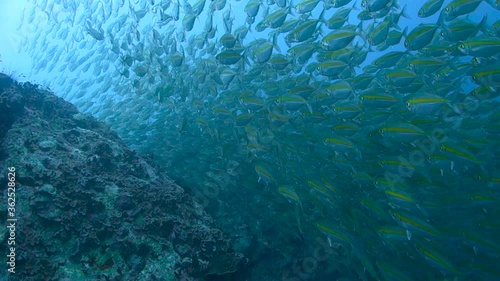 School of fusiliers darts quickly toward the camera to avoid being eaten by a large Queenfish; Gulf of Thailand. photo