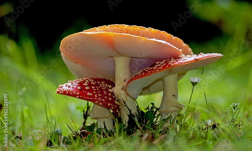 Fotografie, Obraz Closeup of vibrant fly agaric mushrooms growing on forest floor