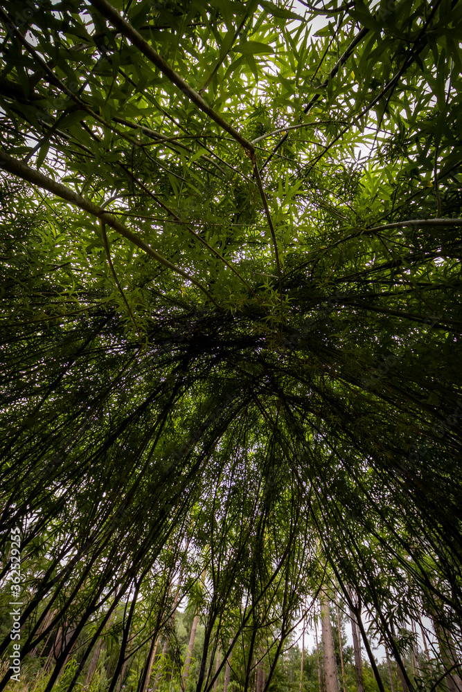 Obraz premium In die Mitte 