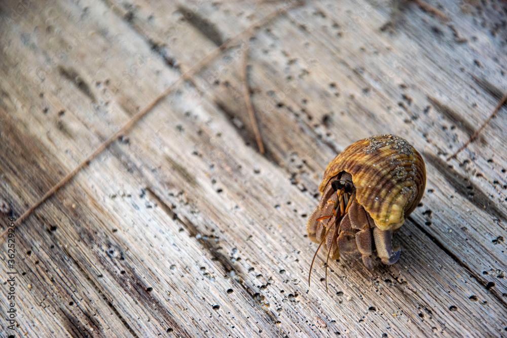 Obraz premium A beautiful pictury of a hermit crab crawling down the beach in Thailand.