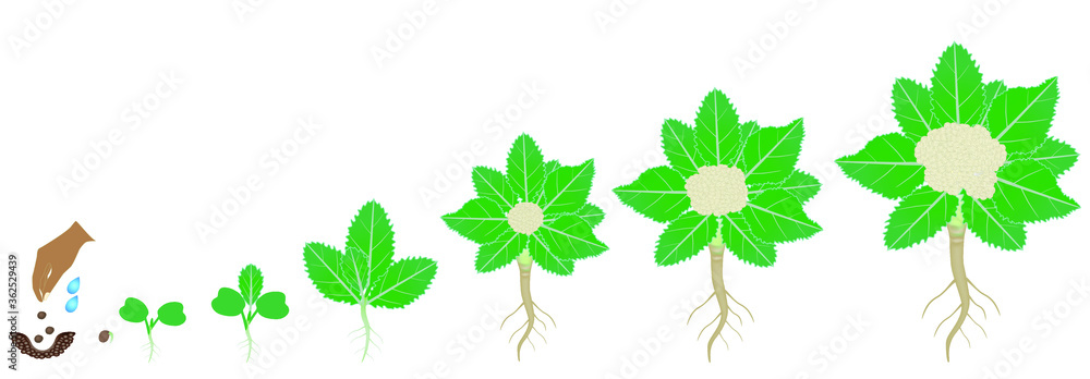 Cycle of growth of cauliflower plant on a white background.