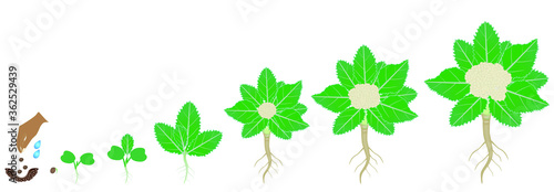 Cycle of growth of cauliflower plant on a white background.