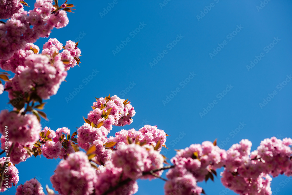 sakura branch on blue sunny sky background. Natural beauty. Pleasant spring day. womens day greeting card, copy space. 8 of march. happy mothers day. Summer relaxation. natural cosmetic, spa sakura branch on blue sunny sky background. Natural beauty. Pleasant spring day. womens day greeting card, copy space. 8 of march. happy mothers day. Summer relaxation. natural cosmetic, spa