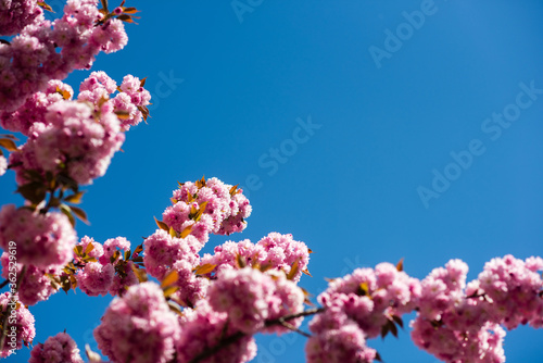 sakura branch on blue sunny sky background. Natural beauty. Pleasant spring day. womens day greeting card, copy space. 8 of march. happy mothers day. Summer relaxation. natural cosmetic, spa