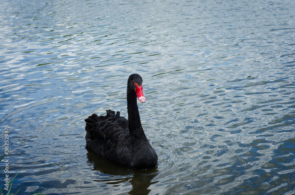 Fototapeta premium black swan on the lake